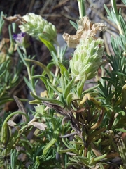 Lavandula stoechas