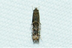 Helcystogramma