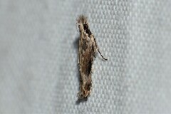 Hypatima