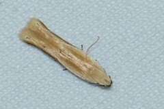 Mesophleps albilinella