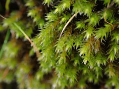 Hedwigia stellata