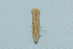 Mesophleps albilinella
