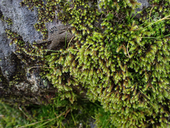 Hedwigia stellata