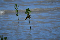 Gavicalis versicolor