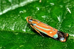 Tricyanaula aurantiaca