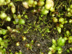 Cephaloziella