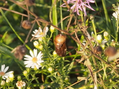 Junonia coenia