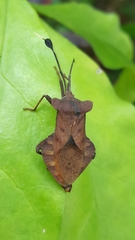 Dalader planiventris