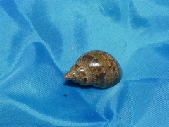 Phasianella australis