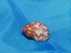 Phasianella ventricosa