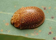 Paropsis omphale
