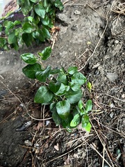 Syringa