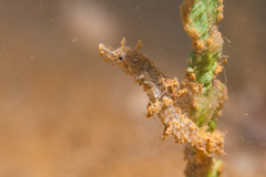 Acentronura breviperula