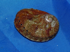 Haliotis rubra