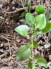 Syringa