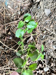 Syringa