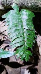 Hymenasplenium excisum