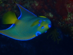 Holacanthus ciliaris