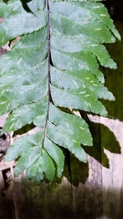 Hymenasplenium excisum