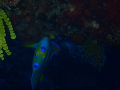 Holacanthus ciliaris