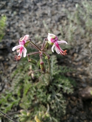 Pelargonium laxum
