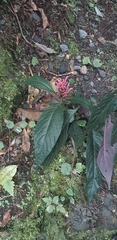 Justicia carnea