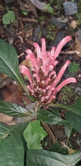 Justicia carnea