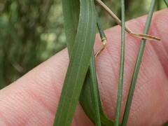 Tetrarrhena juncea