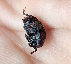 Psepholax sulcatus