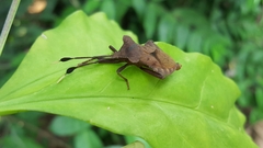 Dalader planiventris