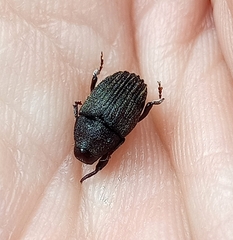 Psepholax sulcatus
