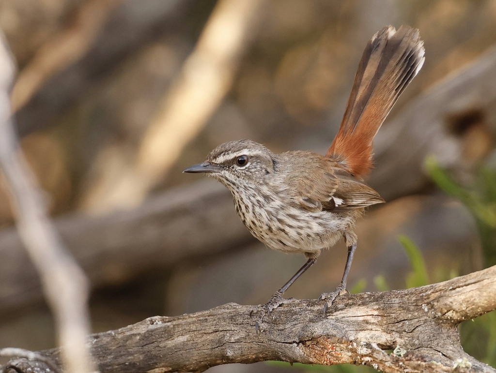 Heathwrens