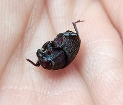 Psepholax sulcatus