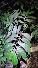 Elatostema lineolatum