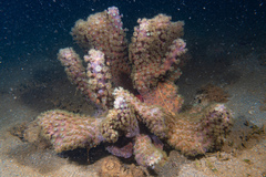 Duncanopsammia peltata