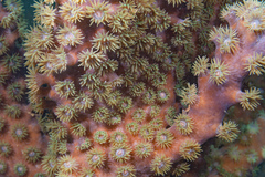 Duncanopsammia peltata