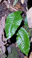 Leptochilus decurrens