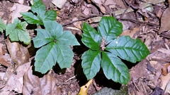 Tetrastigma obtectum