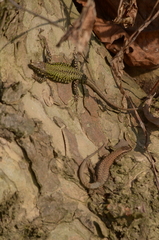 Podarcis muralis