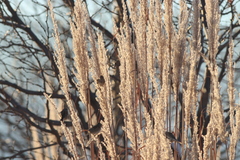 Spizelloides arborea ochracea