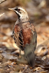 Copperback Quail-Thrush photo 2