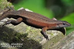 Eutropis rudis