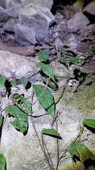 Ficus sarmentosa nipponica