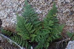 Myriopteris clevelandii