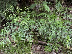 Pteris macilenta