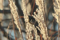 Spizelloides arborea ochracea