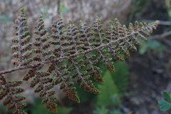 Myriopteris clevelandii