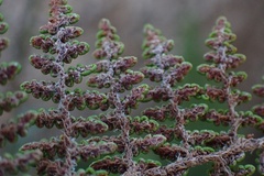 Myriopteris clevelandii