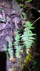 Dennstaedtia scandens