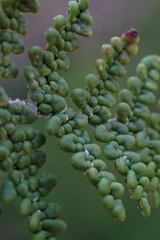 Myriopteris clevelandii